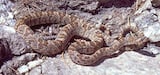 Baja California Lyresnake