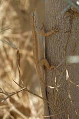 Brush Lizard