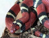 Scarlet Kingsnake