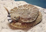 Red Diamond Rattlesnake