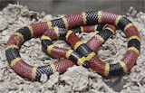 Texas Coral Snake