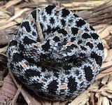 Western Pigmy Rattlesnake