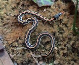 Blackneck Garter Snake