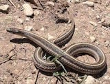 Texas Lined Snake