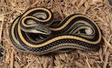 Mountain Patchnose Snake