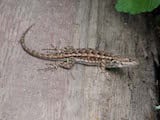 Western Fence Lizard