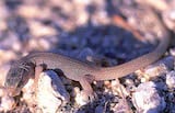 Desert Night Lizard