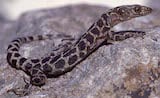 Granite Night Lizard