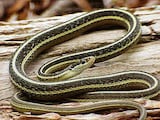 Eastern Ribbon Snake