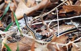 Northern Ribbon Snake