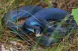 Blue Racer