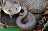 Eastern Hognose Snake