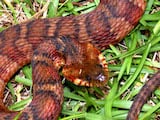 Banded Water Snake