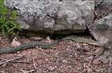 Speckled Kingsnake