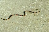 Eastern Coral Snake