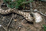 Western Hognose Snake