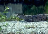 American Crocodile