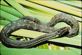 Atlantic Salt Marsh Snake