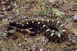 Blacktail Rattlesnake