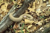 Eastern Cottonmouth