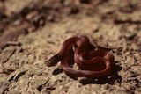 Pine Woods Snake