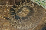 Eastern Diamondback Rattlesnake