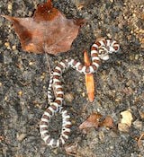 Milk Snake