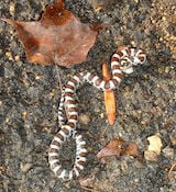 Milk Snake