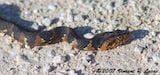 Florida Banded Water Snake