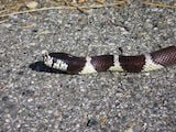 California Kingsnake