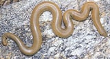 Rubber Boa