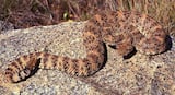 Southwestern Speckled Rattlesnake