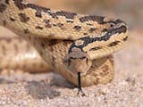 Great Basin Gopher Snake