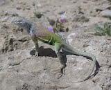 Greater Earless Lizard