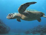 Hawksbill