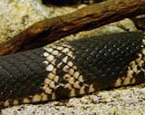 Pine Snake