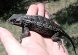 Texas Spiny Lizard