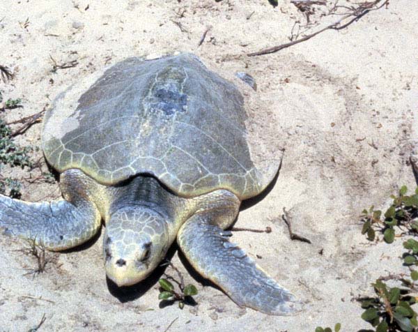 Atlantic Ridley Sea Turtle | Lepidochelys kempii photo