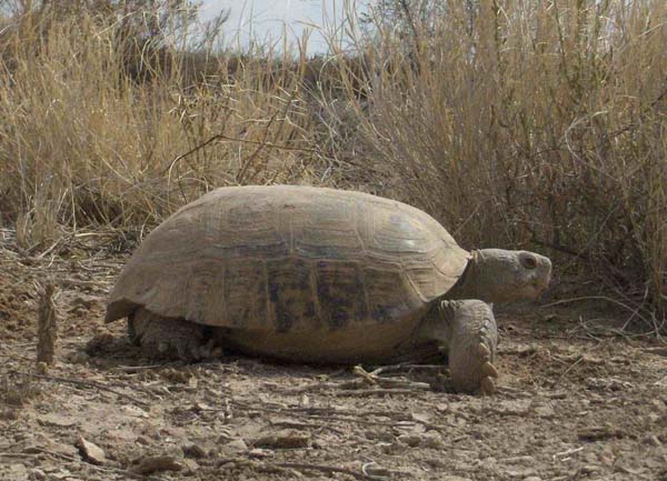 Bolson Tortoise | Gopherus flavomarginatus photo