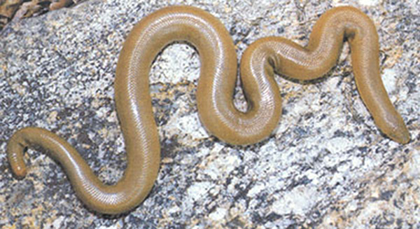 Rubber Boa | Charina bottae photo