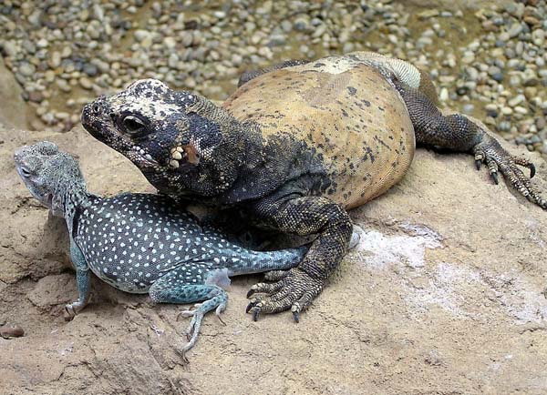 Chuckwalla | Sauromalus obesus photo