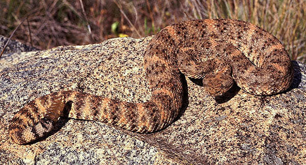 Southwestern Speckled Rattlesnake | Crotalus mitchellii-pyrrhus photo