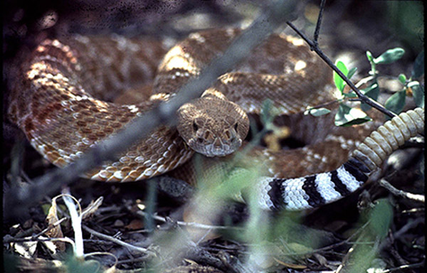 Red Diamond Rattlesnake | Crotalus ruber photo