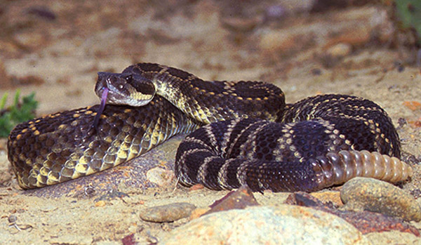 Southern Pacific Rattlesnake | Crotalus oreganus-helleri photo