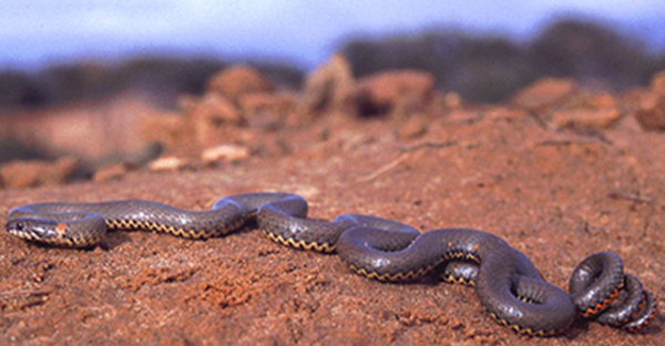 Western Ringneck Snake | Diadophis punctatus photo