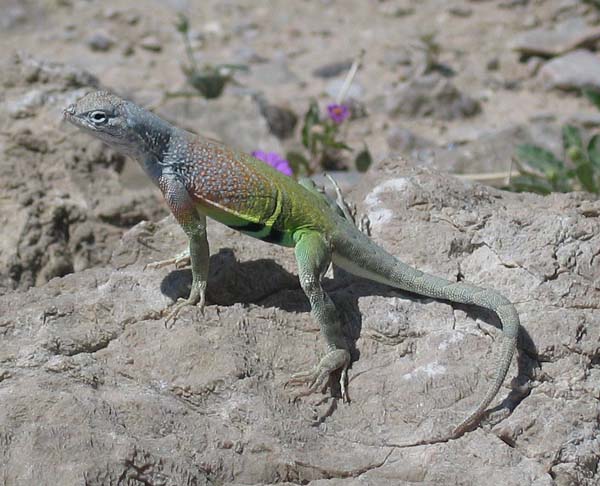 Greater Earless Lizard | Cophosaurus texanus photo