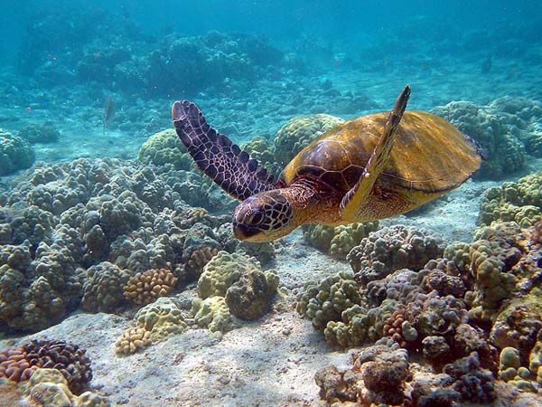 Green Turtle | Chelonia mydas photo