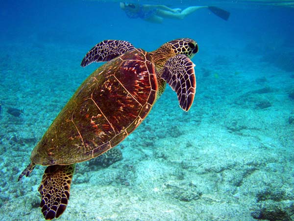 Green Turtle | Chelonia mydas photo