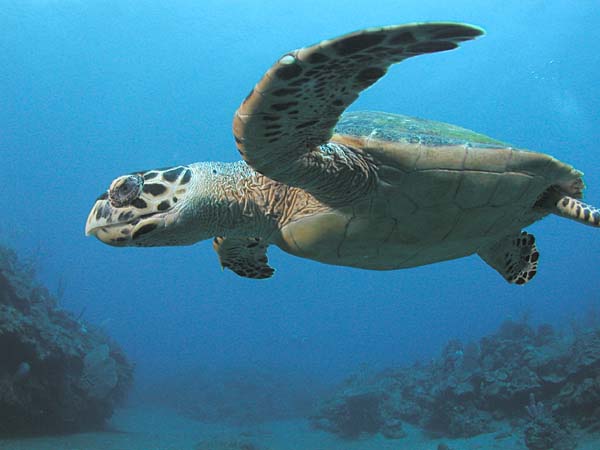 Hawksbill | Eretmochelys imbricata photo