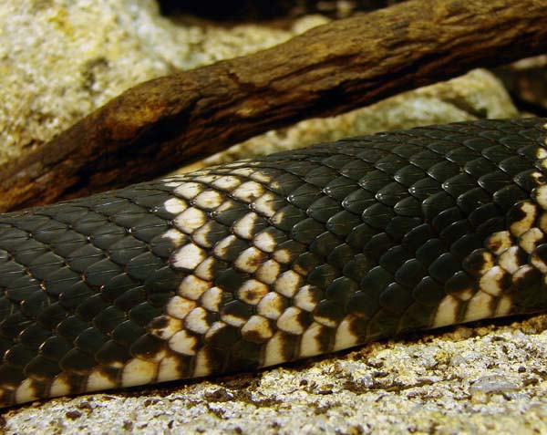 Pine Snake | Pituophis melanoleucus photo